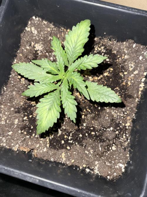 FastBuds Purple lemonade auto 1.6.2026. Week 3