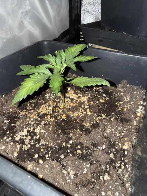 FastBuds Purple lemonade auto 1.6.2026. Week 3