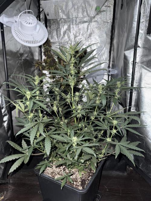 Mango cherry runtz auto /perpetual grow. Week 2
