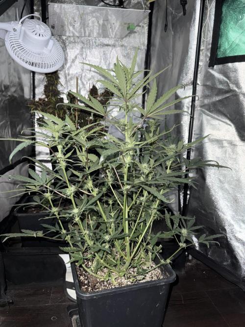 Mango cherry runtz auto /perpetual grow. Week 2