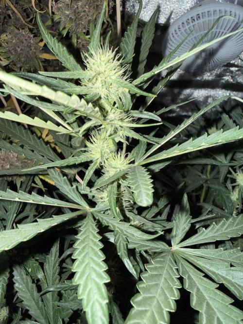 Mango cherry runtz auto /perpetual grow. Week 2