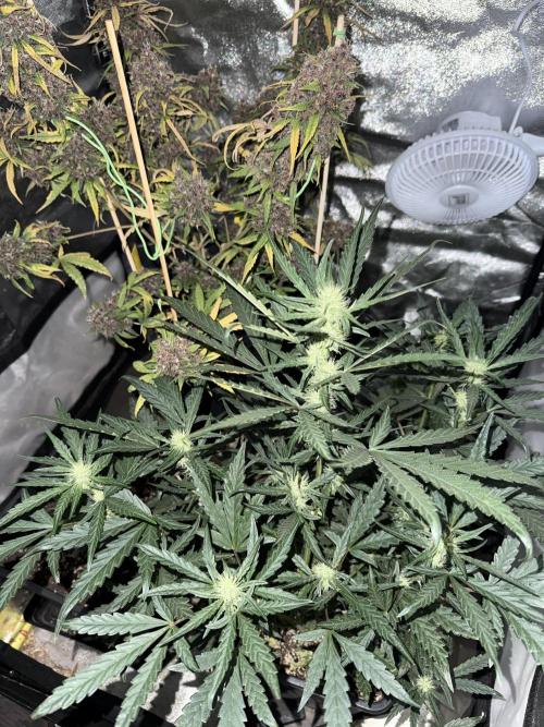 Mango cherry runtz auto /perpetual grow. Week 2
