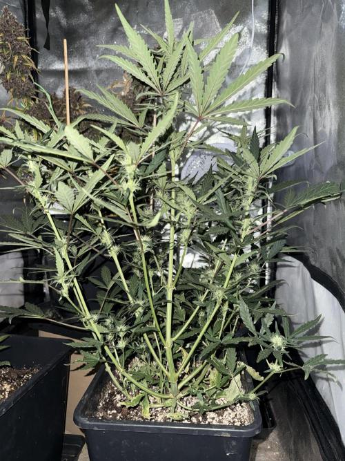 Mango cherry runtz auto /perpetual grow. Week 2