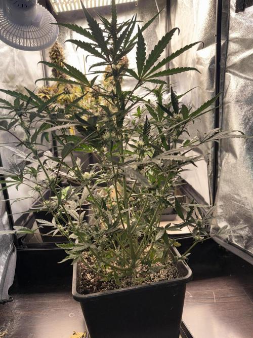 Mango cherry runtz auto /perpetual grow. Week 2