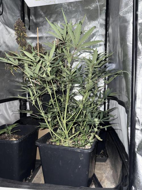 Mango cherry runtz auto /perpetual grow. Week 2