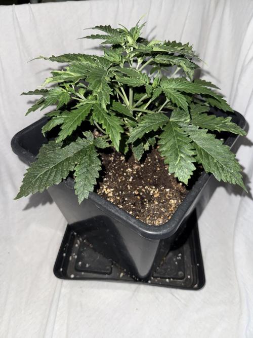 Gorilla Z auto / perpetual grow fastbuds. Week 4
