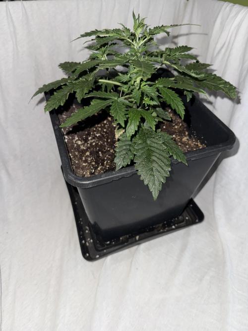 Gorilla Z auto / perpetual grow fastbuds. Week 4