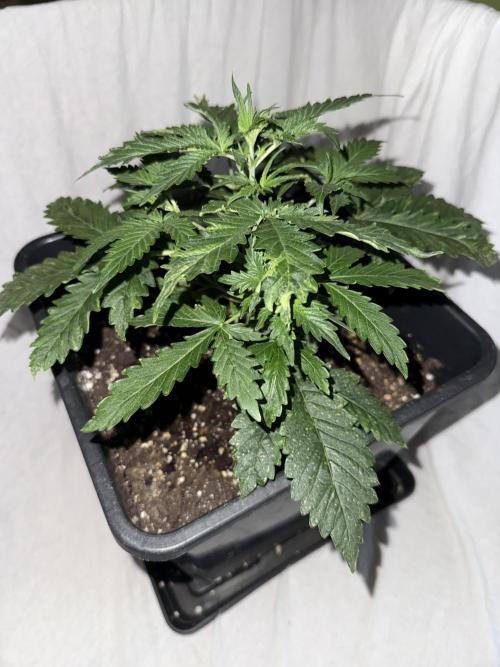 Gorilla Z auto / perpetual grow fastbuds. Week 4