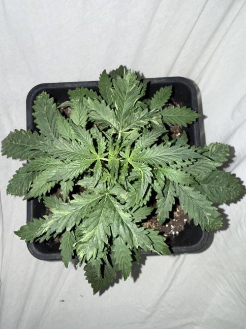 Gorilla Z auto / perpetual grow fastbuds. Week 4