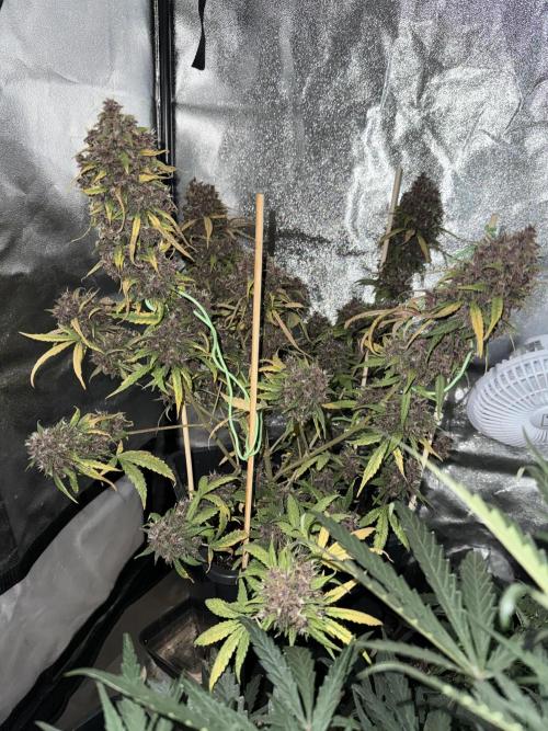 Purple lemonade auto. Week 8