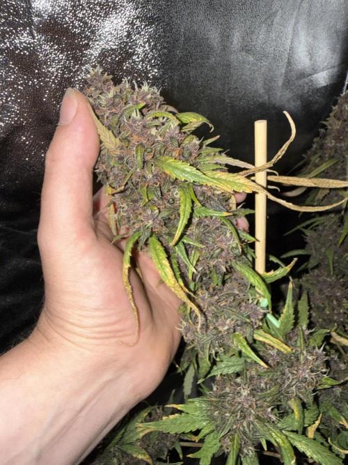 Purple lemonade auto. Week 8