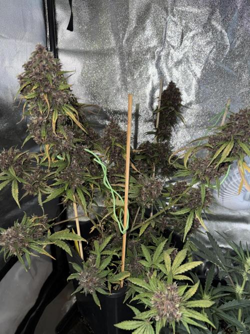 Purple lemonade auto. Week 8