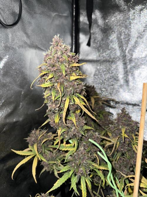 Purple lemonade auto. Week 8