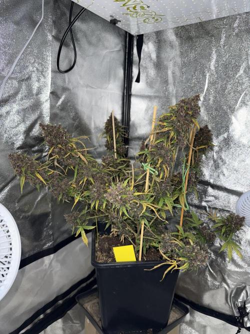 Purple lemonade auto. Week 9