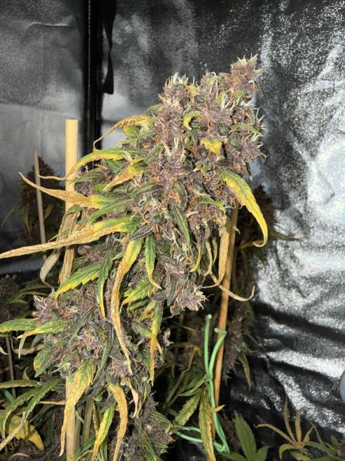 Purple lemonade auto. Week 9