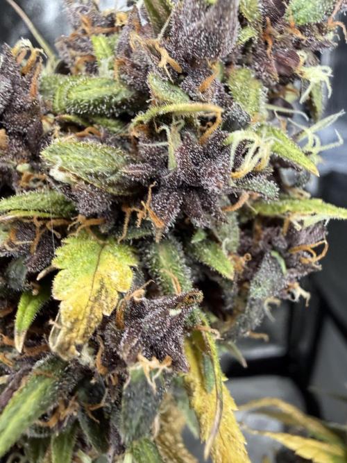 Purple lemonade auto. Week 9