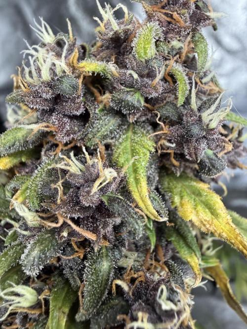 Purple lemonade auto. Week 9