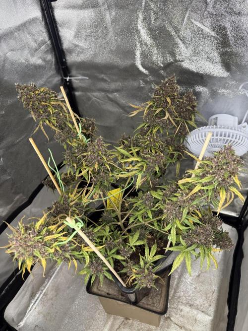 Purple lemonade auto. Week 9