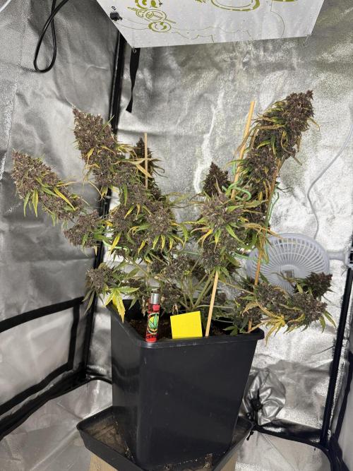 Purple lemonade auto. Week 9