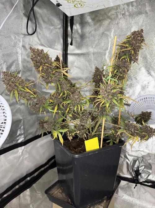 Purple lemonade auto. Week 9