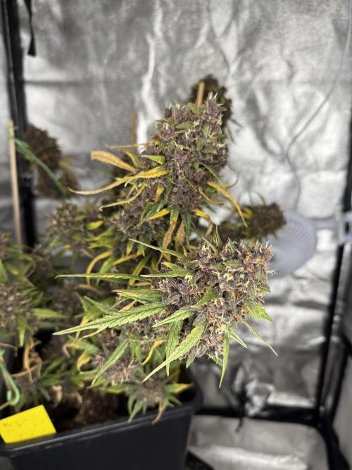 Purple lemonade auto. Week 9