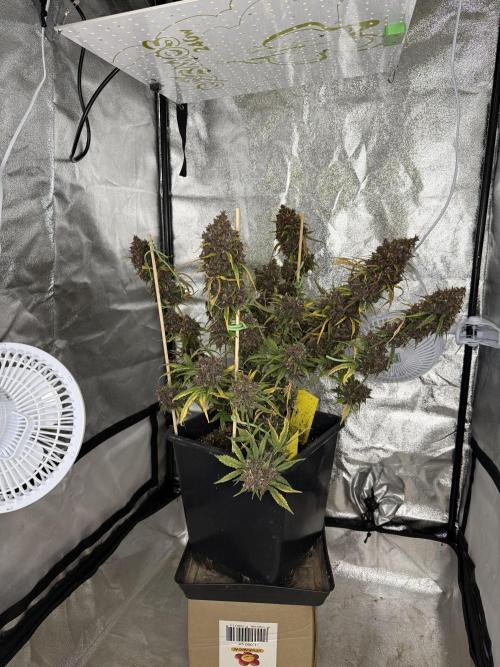 Purple lemonade auto. Week 9