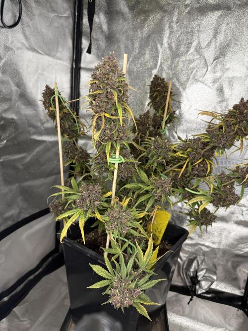 Purple lemonade auto. Week 9