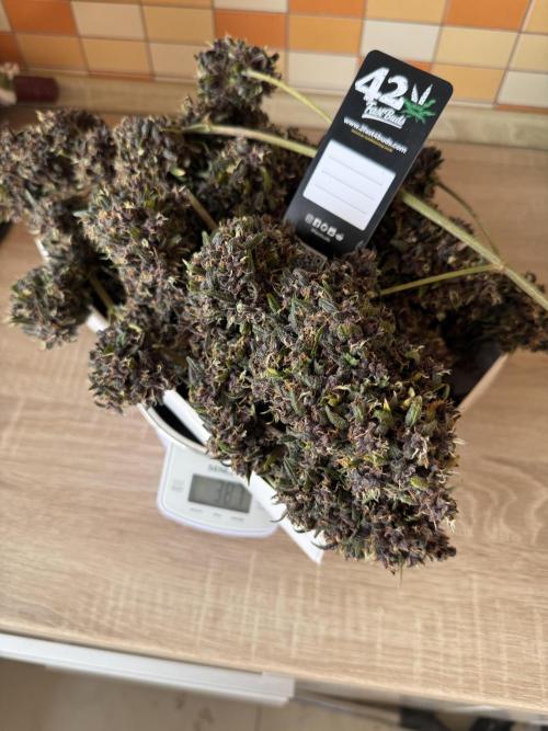 Purple lemonade auto. Week 10
