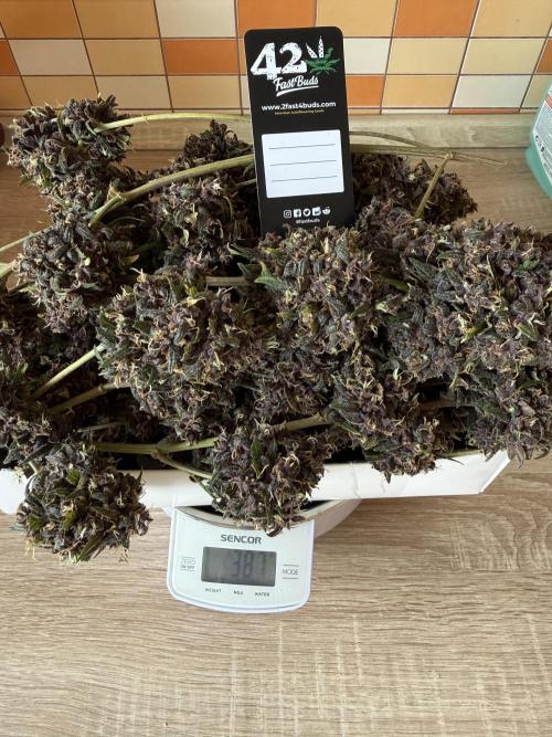 Purple lemonade auto. Week 10