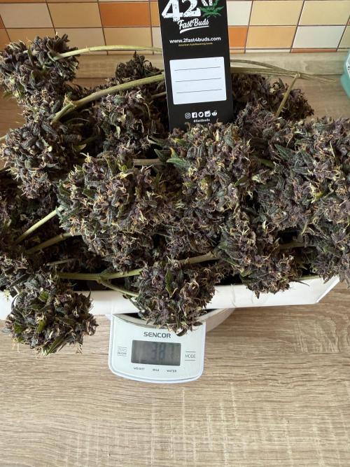 Purple lemonade auto. Week 10