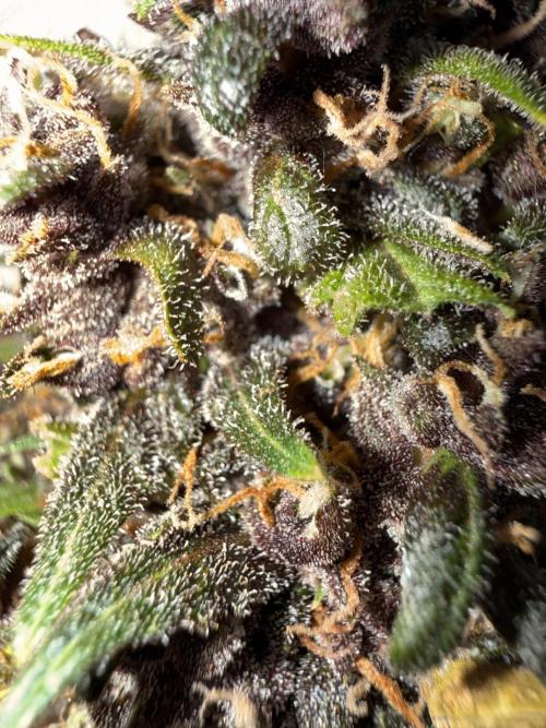 Purple lemonade auto. Week 10