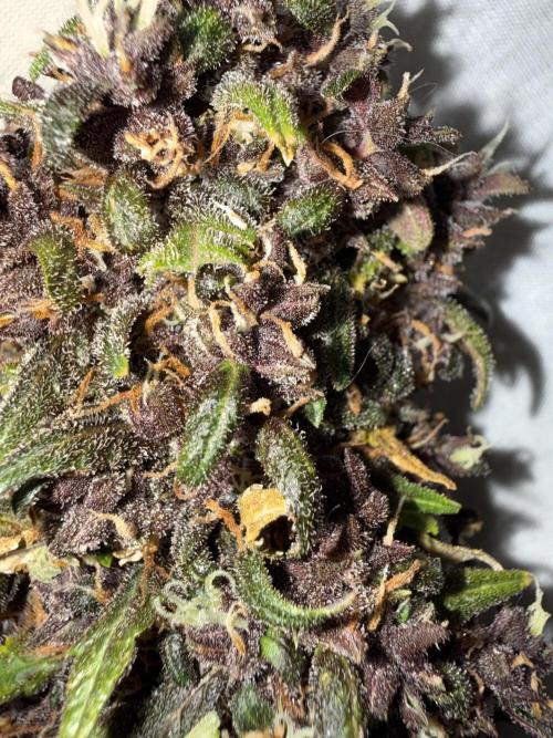 Purple lemonade auto. Week 10