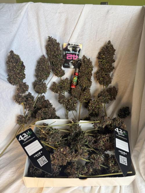 Purple lemonade auto. Week 10