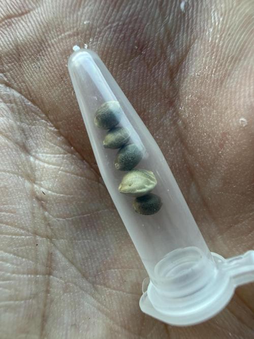 Fastbuds unreleased champions mix auto. Week 0
