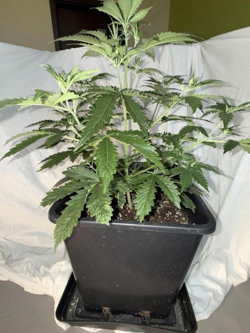 Gorilla Z auto / perpetual grow fastbuds. Week 1