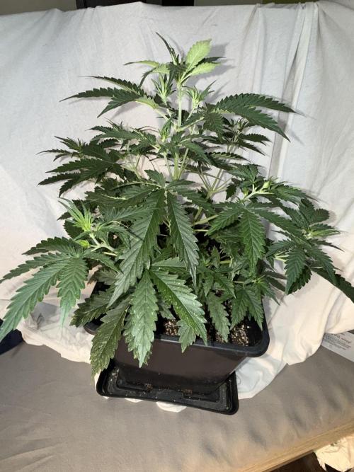 Gorilla Z auto / perpetual grow fastbuds. Week 1