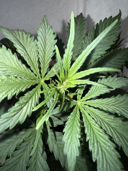 Gorilla Z auto / perpetual grow fastbuds. Week 1