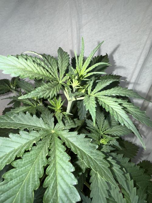 Gorilla Z auto / perpetual grow fastbuds. Week 1
