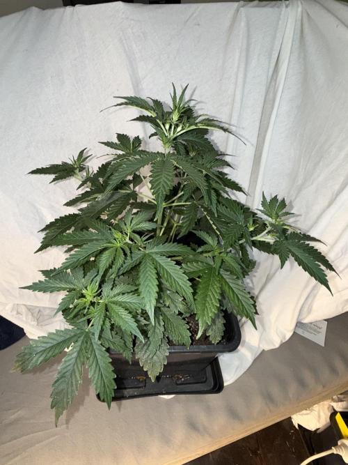 Gorilla Z auto / perpetual grow fastbuds. Week 1
