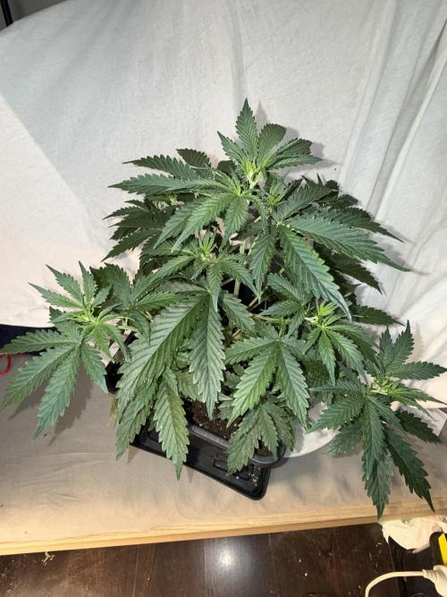 Gorilla Z auto / perpetual grow fastbuds. Week 1
