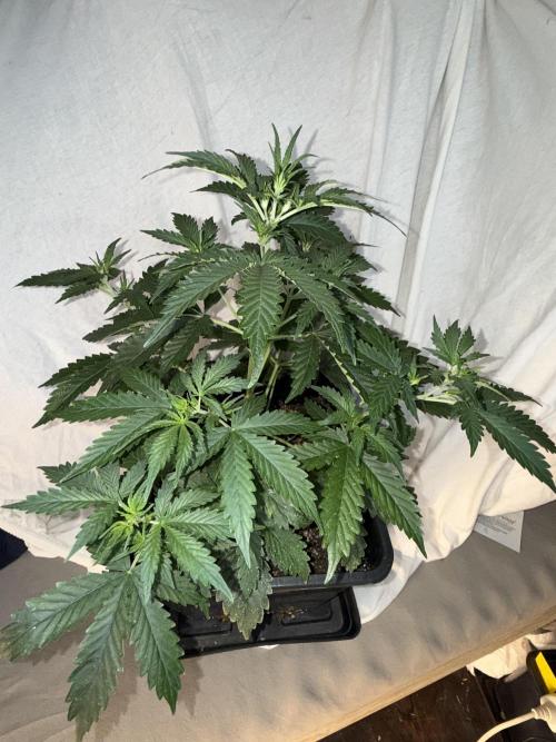 Gorilla Z auto / perpetual grow fastbuds. Week 1