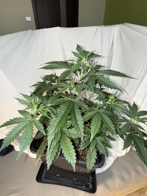 Gorilla Z auto / perpetual grow fastbuds. Week 1