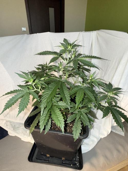 Gorilla Z auto / perpetual grow fastbuds. Week 1