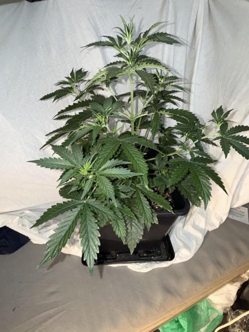 Gorilla Z auto / perpetual grow fastbuds. Week 1