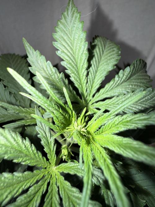 Gorilla Z auto / perpetual grow fastbuds. Week 1