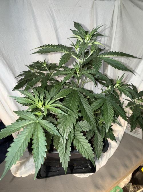 Gorilla Z auto / perpetual grow fastbuds. Week 1