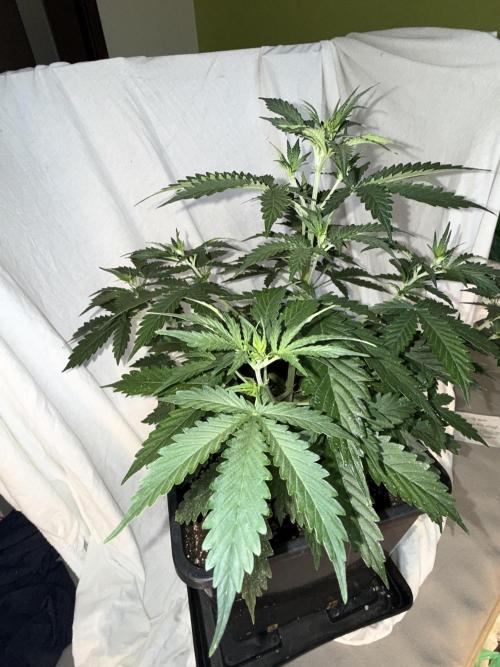 Gorilla Z auto / perpetual grow fastbuds. Week 1