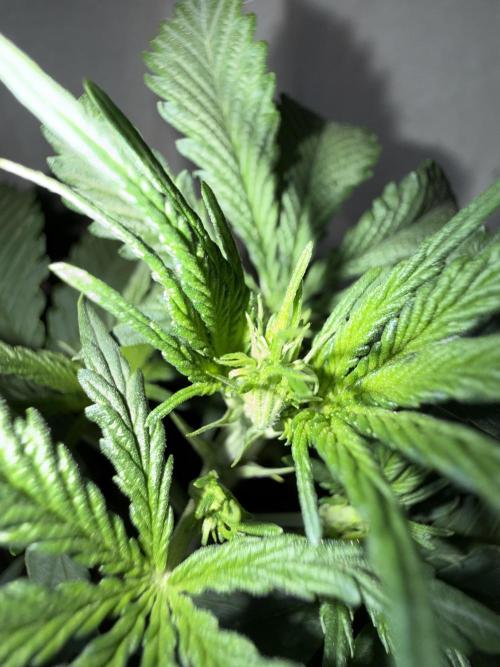 Gorilla Z auto / perpetual grow fastbuds. Week 1