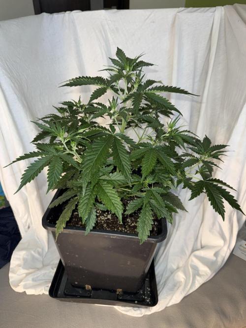 Gorilla Z auto / perpetual grow fastbuds. Week 1