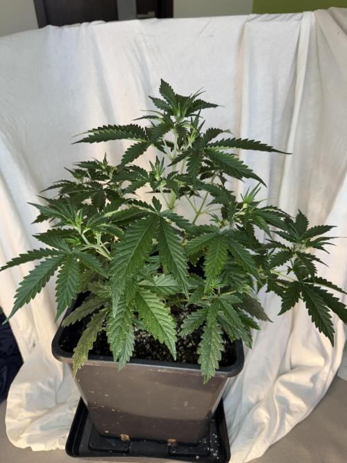 Gorilla Z auto / perpetual grow fastbuds. Week 1